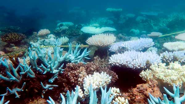 Администрация Большого Барьерного рифа призывает к действиям