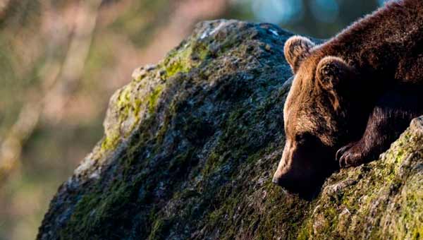 Охота на медведя М49 в полном разгаре на севере Италии