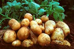 Картофель полезные свойств