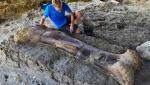 Обнаружена 400-килограммовая кость динозавра