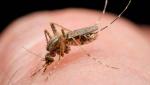 Смертельный вирус переносимый комарами